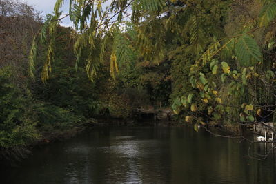 Scenic view of lake in forest