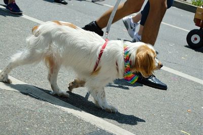 Dog looking away