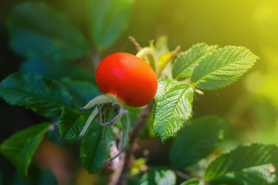 Close-up of strawberry growing on plant