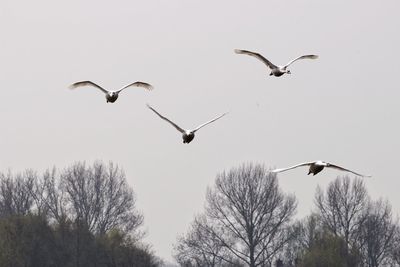 Low angle view of bird flying in sky