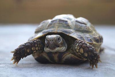 Close-up of tortoise