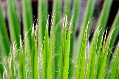 Close-up of wheat field