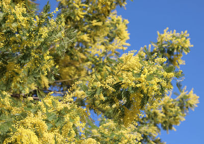 Low angle view of flowering plant against sky