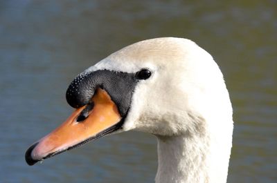 Close-up of swan swimming in lake