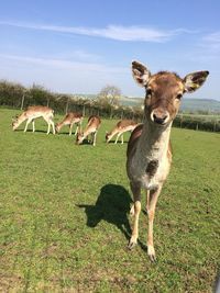 Deer in a field