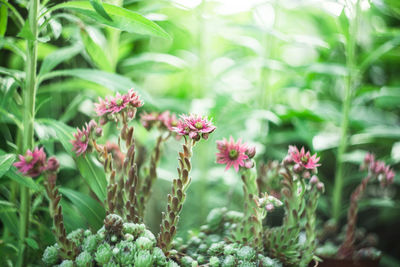 Close-up of pink flowers