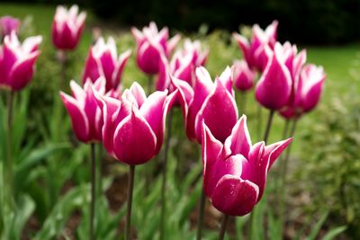 Close-up of pink flower