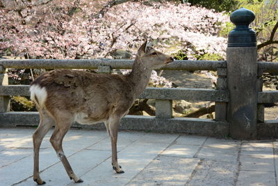 Japanese deer