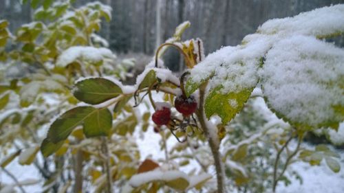 Close-up of snow on tree during winter