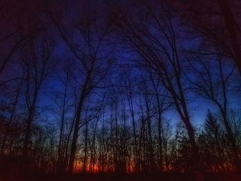 Low angle view of trees against sky at night