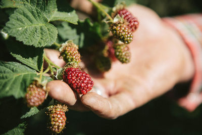 Close-up of strawberries on tree