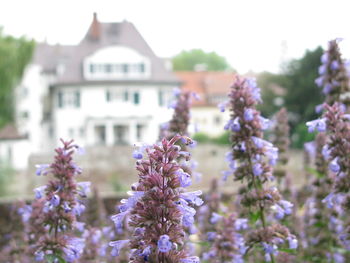 Close-up of purple flowering plant against building