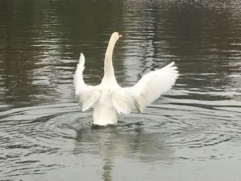 White swan swimming in lake