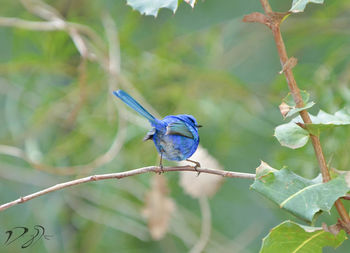 Close-up of bird perching on tree