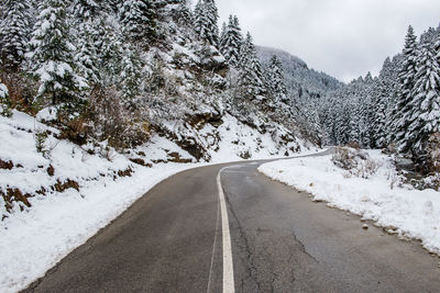 Road amidst trees and plants during winter