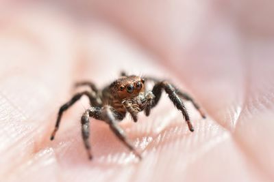 Close-up of spider on hand