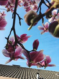 Close-up of cherry blossoms against sky