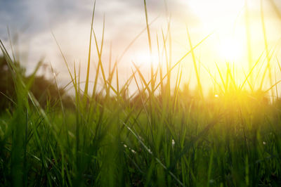 Close-up of grass on field against sky