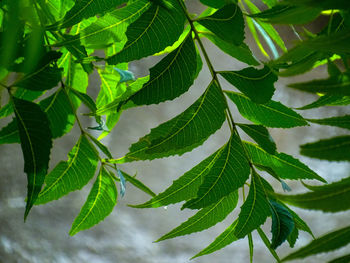 Close-up of shining neem leaves on plant