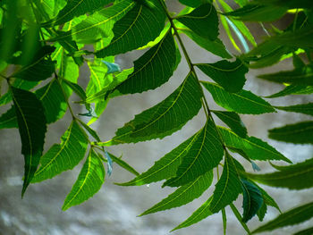 Close-up of neem leaves on plant