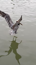 Bird flying over lake