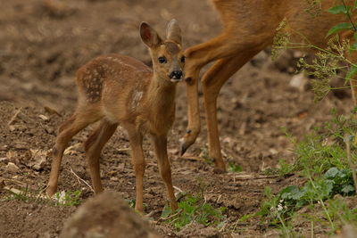 Deer and fawn on field