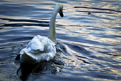 Swan swimming in lake