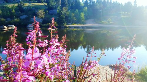 Reflection of pink flowers in lake