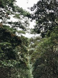 Low angle view of trees in forest against sky