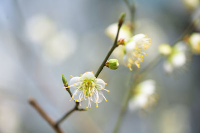 Close-up of white cherry blossom