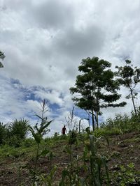 tree