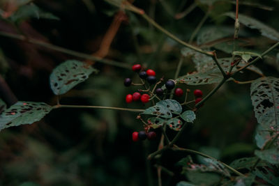 Close-up of berries growing on tree