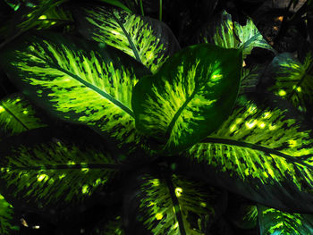 Full frame shot of leaves