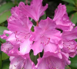 Close-up of pink flowers