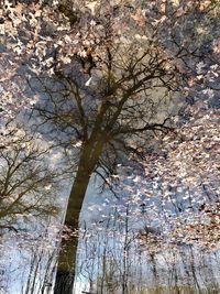 Low angle view of cherry tree during winter