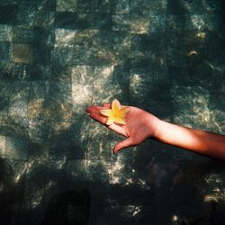 Close-up of woman hand holding leaf