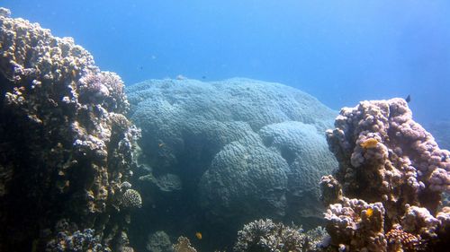 Fish swimming in sea