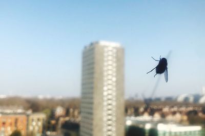 Bird flying in city against clear sky