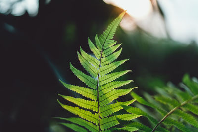 Close-up of fern leaves