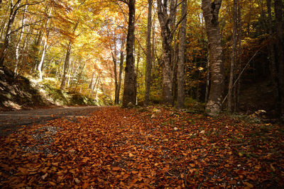 Trees in forest during autumn