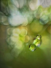 Close-up of water drops on plant