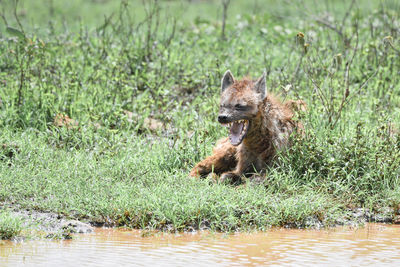 View of dog in lake