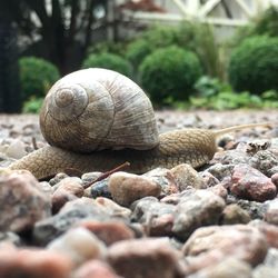 Close-up of snail on tree