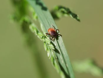 Close-up of tick on leaf