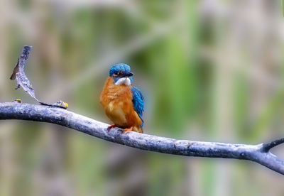 A common kingfischer alcedo atthis in the reed, heilbronn, germany