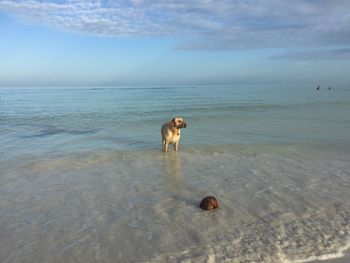 Dog standing in sea