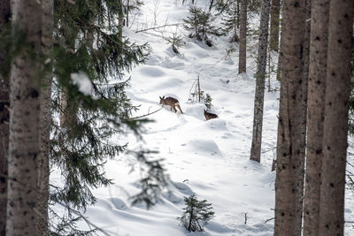 View of horse on snow covered land