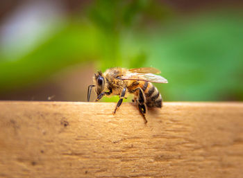 Close-up of bee on the wall