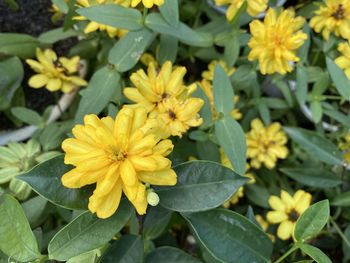 Close-up of yellow flowering plants