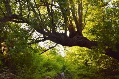 View of a forest